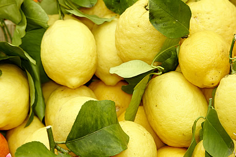 Zitronenbäume in Limone sul Garda