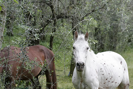 Reiten, Gardasee