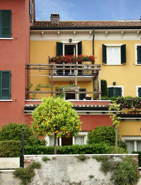 Lemon tree Sirmione lake Garda photo