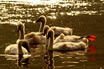 Cygnets On Lake Garda Italy
