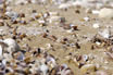 Shells Lake Garda Italy