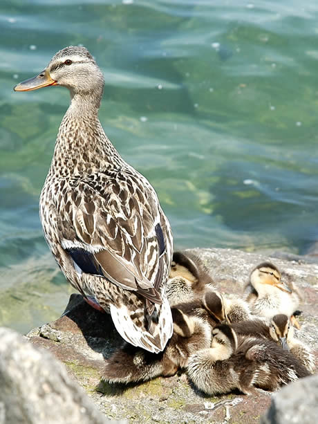 Anatre con pulcini sul Lago di Garda foto