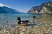 Anatre Sul Lago Di Garda