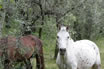 Cavalli E Uliveto Sulle Rive Del Lago Di Garda
