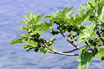 Fichi Al Lago Di Garda