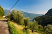 Uliveto Sulle Rive Del Lago Di Garda